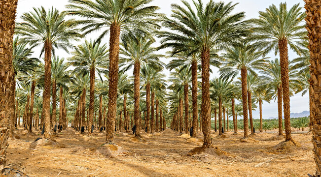 Plantation of date palms intended for healthy food production. Dates production is a rapidly developing agriculture industry in desert areas of the Middle East