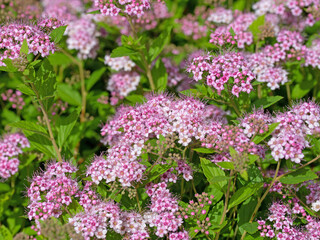 Blühender Spierstrauch, Spiraea bumalda