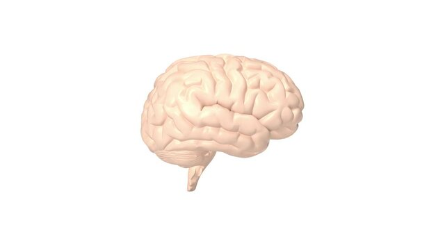 Human brain rotating on white background