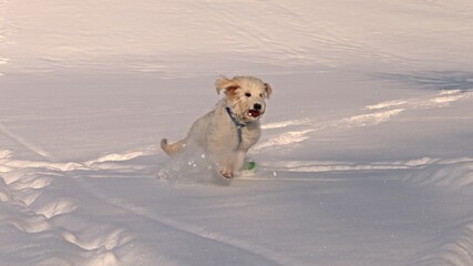 Sechs Monate alter Goldendoodle apportiert Frisbee im tiefen Schnee