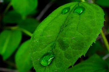 une exploration de la flore de mon jardin