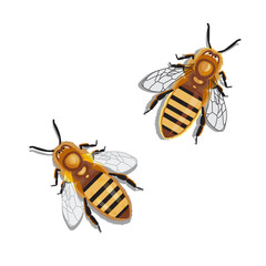 Honey Bee on white background. Vector illustration. Set