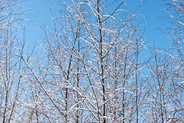 Bare trees covered with icy snow in cold winter.