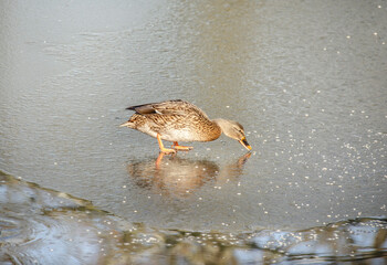 Eine Ente auf einer Eisfläche