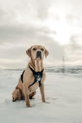 dog in the snow