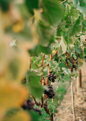 Wine wine of grapes in vineyard