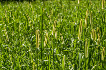 Foxtail tall grass closeup