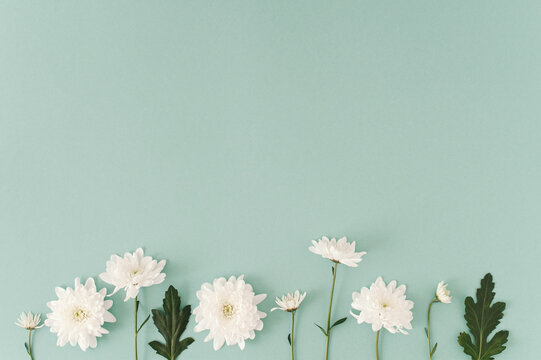 Fototapeta Creative  layout made with bright bloom white  flowers  on the soft blue background. Minimal nature  concept.