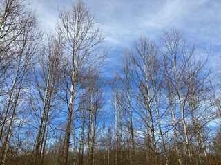 trees in the forest in winter