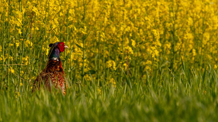 pheasant in rapeseed field
