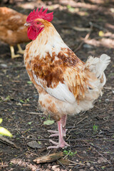 Front view portrait of brightly colored cockerel face. Colorful rooster with a beautiful head close-up.