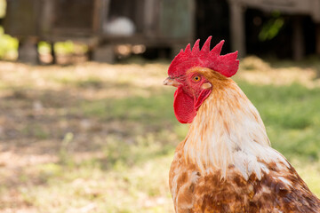 Front view portrait of brightly colored cockerel face. Colorful rooster with a beautiful head close-up.
