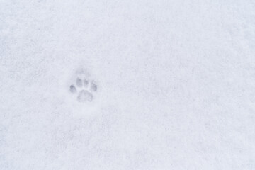 Footprint of a domestic cat in the snow with copy space