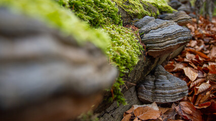 hub mushroom on trunk tree
