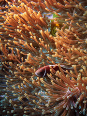 Fototapeta na wymiar Pez payaso en anemona en aguas tropicales