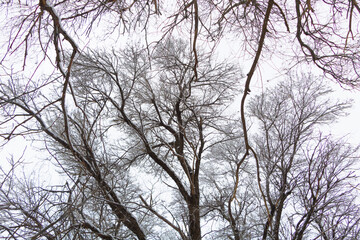 Elm Tree branches in the white sky in winter time