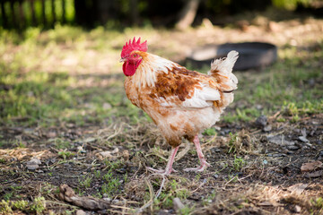 Front view portrait of brightly colored cockerel face. Colorful rooster with a beautiful head close-up.
