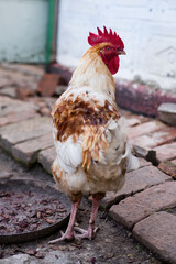 Front view portrait of brightly colored cockerel face. Colorful rooster with a beautiful head close-up.
