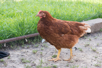 Complimentary assortment of chicken at a traditional poultry farm