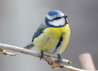 blue tit on a branch