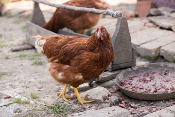 Complimentary assortment of chicken at a traditional poultry farm