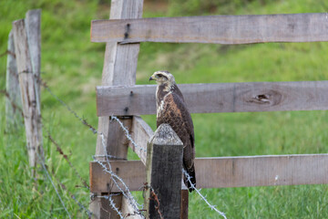 eagle in the fence