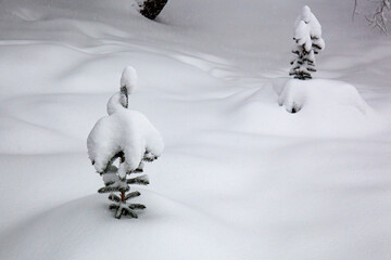 Snowfall. Two small Christmas trees covered with snow on a light snowy background.