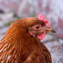 Complimentary assortment of chicken at a traditional poultry farm