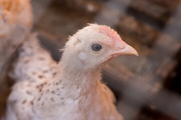 Complimentary assortment of chicken at a traditional poultry farm