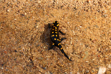 Little dragon (Salamandra salamandra)