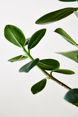Close up of green leaves on a plant isolated against plain white background