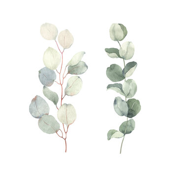 Branches eucalyptus, watercolor isolated illustration on white background for your decor or print.