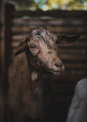 Fototapeta premium portrait of a goat