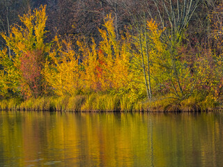 Autumn landscape at lake, multicolored plants reflected in water mirror