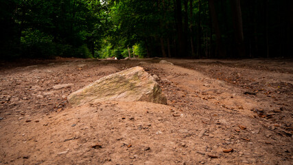 Deserted road in the middle of the forest