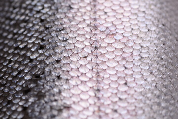 Grey scales of red fish macro background