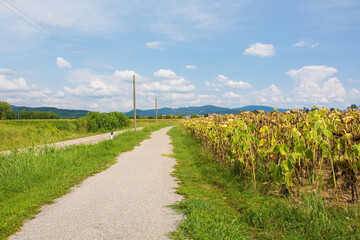 A field of drying sunflowers in August in Friuli-Venezia Giulia, north east Italy next to a cycle lane
