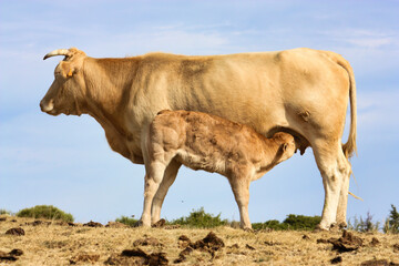 Cow feeding her young calf