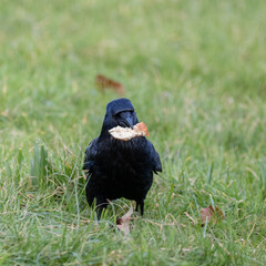Carrion Crow Bird Close-up on grass