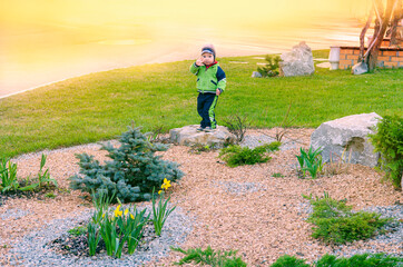 Fototapeta premium Little boy walking on the bed of blue spruce and daffodils.