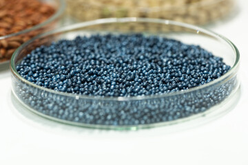Macro. Processed blue-coated rapeseed seeds in a petri dish in the lab
