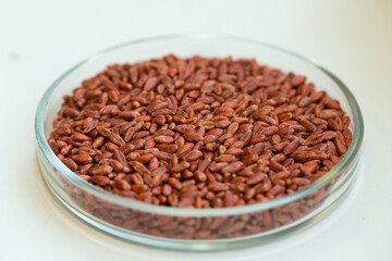 Wheat seeds, cereal seeds with red seed dressing or seed treatment