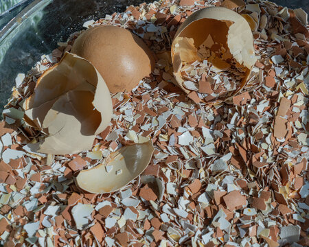 Empty eggshells are baked and then crushed to be reused in the garden, plants, and fed back to the chickens as a supplement 
