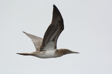 Blue-footed booby (Sula nebouxii) flying in Galapagos Islands, Ecuador