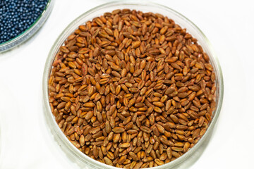 Wheat seeds, cereal seeds with red seed dressing or seed treatment
