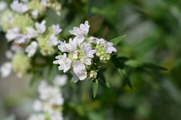 Virginia mountain mint