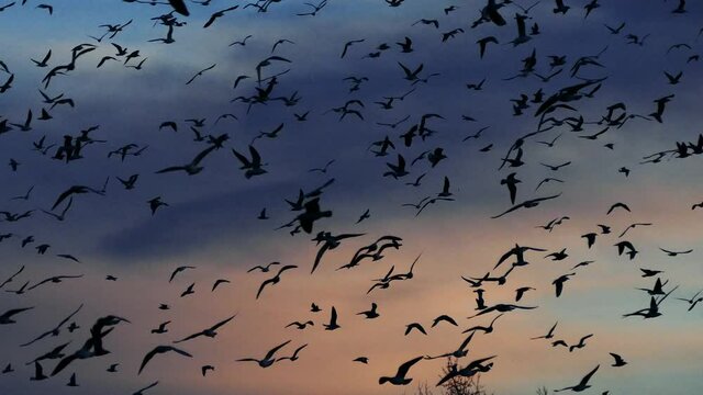 Flock of migratory birds in beautiful sunset