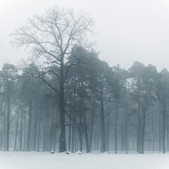 Winter landscape. Heavy snowfall in the park. Silhouettes of large beautiful trees with falling snow.