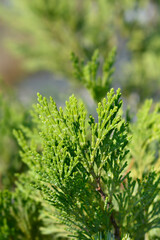 Incense cedar Pillar