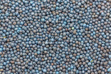 Macro. Processed blue-coated rapeseed seeds in a petri dish in the lab